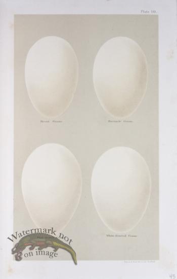 Seebohm Eggs 28